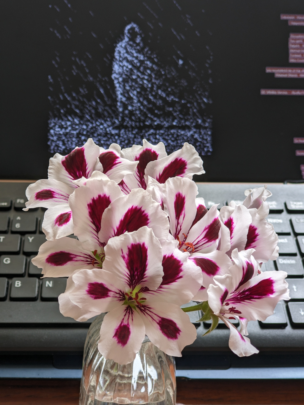 geranium blossom
