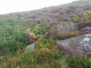 Haworth Moor, typical flora